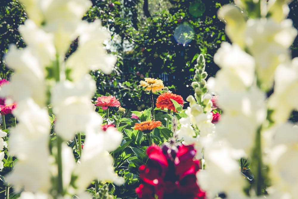 Les couleurs à privilégier dans un jardin thématique