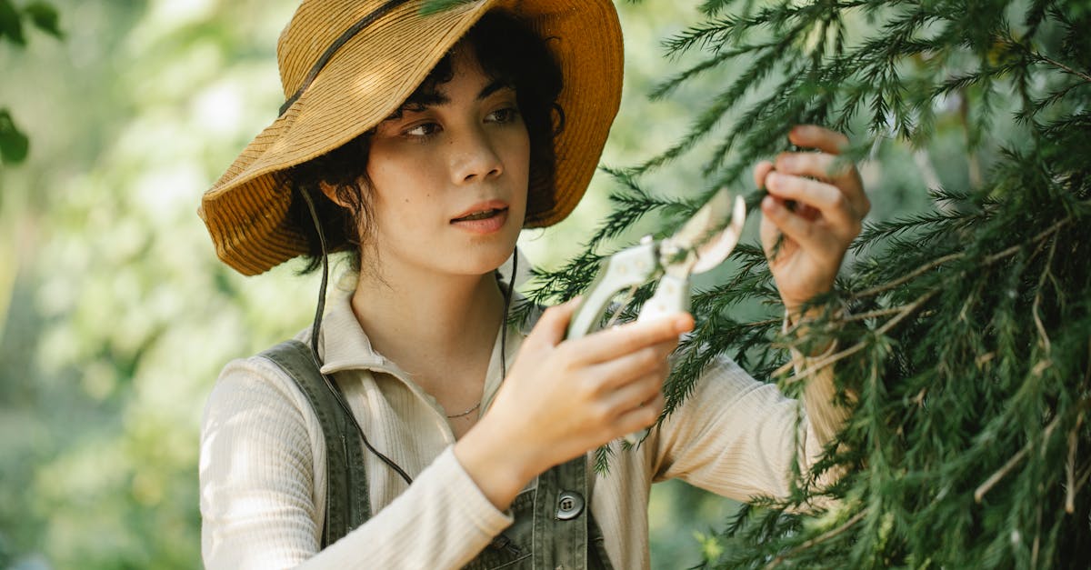 découvrez l'importance des soins aux arbres pour favoriser leur croissance et leur santé. apprenez des techniques d'entretien, de taille et de protection pour garantir des arbres vigoureux et durables dans votre jardin.