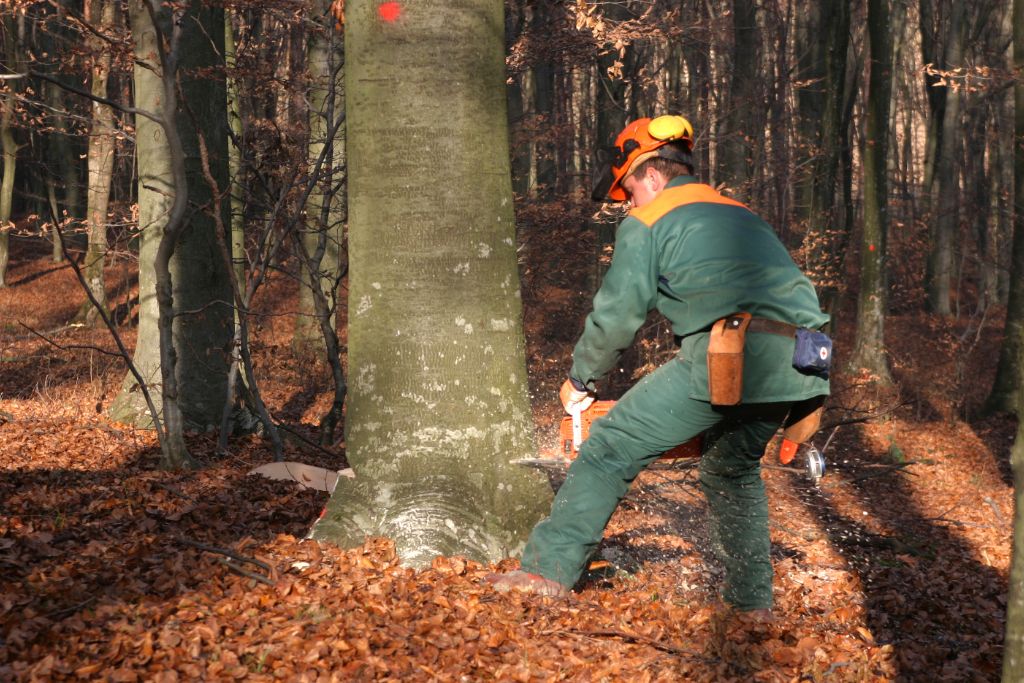 abattage-arbre-professionnel