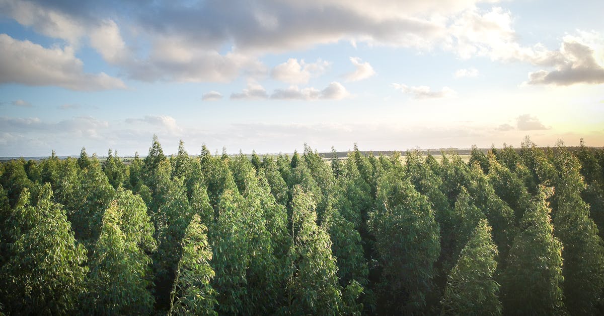 reboisement-reforestation